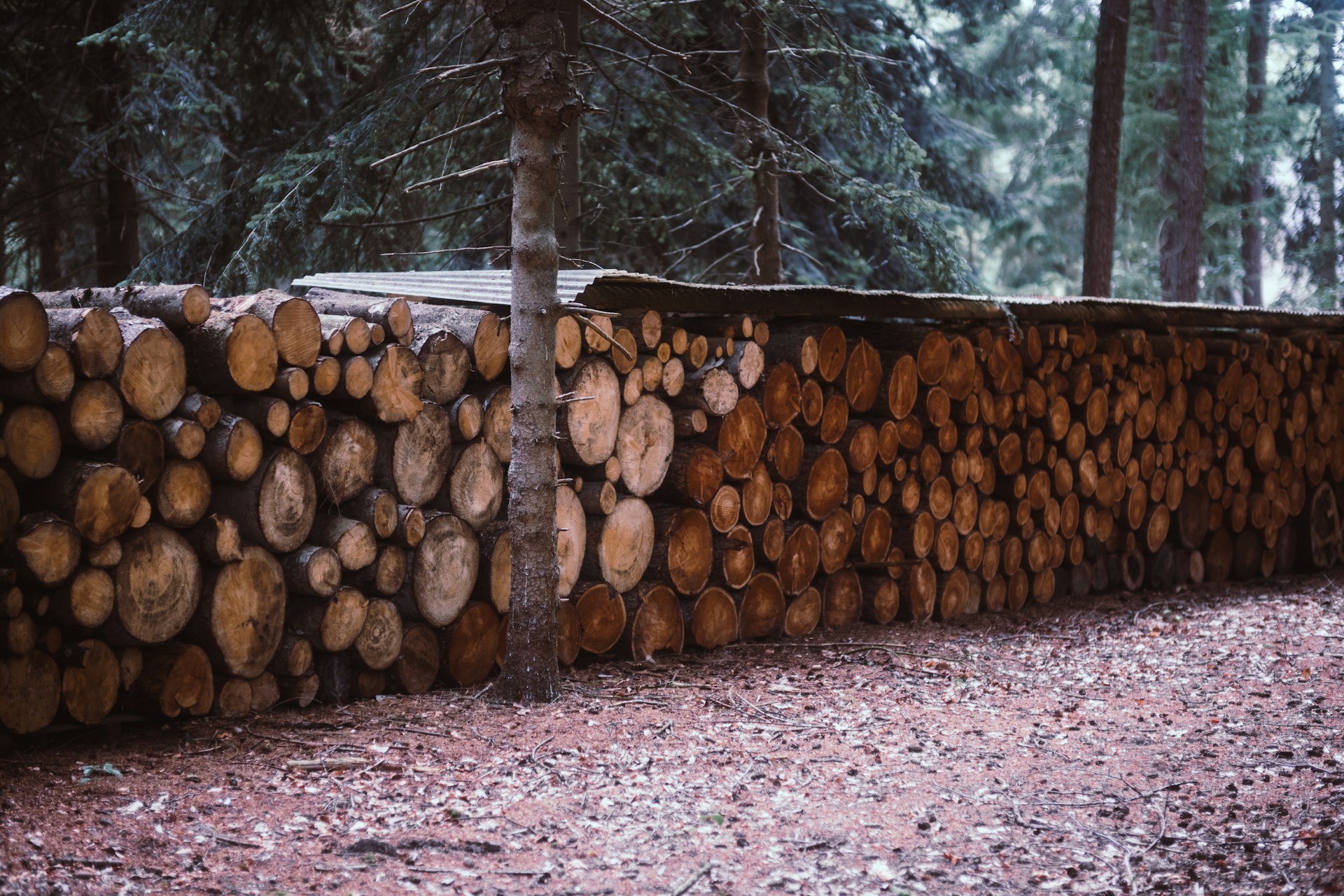 Ethical Wood Sourcing - Kts WoodArt